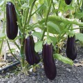 Честер F1 (ES Chester F1) семян баклажана раннего (Ergon seeds)