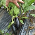 Честер F1 (ES Chester F1) семян баклажана раннего (Ergon seeds)