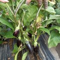 Честер F1 (ES Chester F1) семян баклажана раннего (Ergon seeds)
