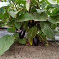 Честер F1 (ES Chester F1) семян баклажана раннего (Ergon seeds)