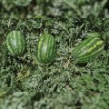Цицера F1 семян арбуза среднего (Ergon seeds)