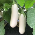 ЦРХ 50153 F1 (CRX 50153 F1) семена баклажана удл.-цил. белого (Cora Seeds)