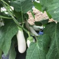 ЦРХ 50153 F1 (CRX 50153 F1) семена баклажана удл.-цил. белого (Cora Seeds)