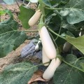 ЦРХ 50153 F1 (CRX 50153 F1) семена баклажана удл.-цил. белого (Cora Seeds)