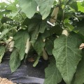 ЦРХ 50153 F1 (CRX 50153 F1) семена баклажана удл.-цил. белого (Cora Seeds)
