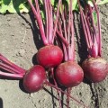 Привилегия F1 (Privilege F1, CRX 409 F1) семена свеклы столовой (Cora Seeds)