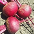 Привилегия F1 (Privilege F1, CRX 409 F1) семена свеклы столовой (Cora Seeds)