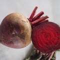 Привилегия F1 (Privilege F1, CRX 409 F1) семена свеклы столовой (Cora Seeds)