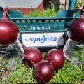Дарко F1 семена лука репчатого красного (Syngenta)