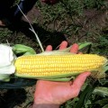 Дилан F1 семена кукурузы суперсладкая Sh2 ультраранняя 68-71 дн. 22-24 см (Soto Seeds)