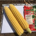 Дилан F1 семена кукурузы суперсладкая Sh2 ультраранняя 68-71 дн. 22-24 см (Soto Seeds)