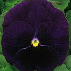 Династия Purple (фиолетовая) семян фиалки (Kitano Seeds)