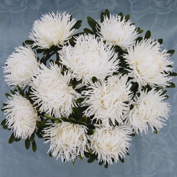Дрегон белый (White) семена астры игольчатой (Satimex)