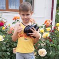 Эльдорадо F1 семян баклажана раннего (LibraSeeds)