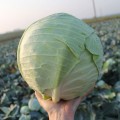 ЕС 2144 F1 семена капусты белокочанной (Ergon seeds)