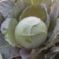 ЕС 2144 F1 семена капусты белокочанной (Ergon seeds)
