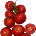 ЕС 5455 F1 (ES 5455 F1) семена помидора индетерминантного (Ergon seeds)