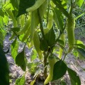 ЕС 8720 F1 (ЕS 8720 F1) семена острого перца (Ergon seeds)