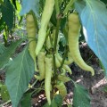 ЕС 8720 F1 (ЕS 8720 F1) семена острого перца (Ergon seeds)
