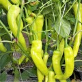 ЕС 8720 F1 (ЕS 8720 F1) семена острого перца (Ergon seeds)