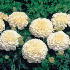Эскимо семена бархатцев (GL Seeds)