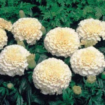 Эскимо семена бархатцев (GL Seeds)