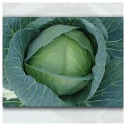 ЕС 1213 F1 семена капусты белокочанной (LibraSeeds)