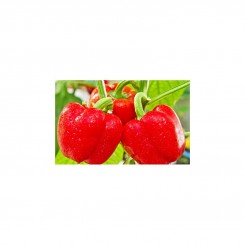 ЄС 15-68 F1 насіння перцю солодкого (LibraSeeds)
