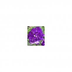 Фараон Блу (Blue) семян петунии крупноцветковой махровой (Kitano Seeds)
