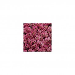 Дип Роуз Фейворит (Deep Rose Favourite) семян алиссума (Kitano Seeds)