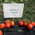 Фидель F1 (INX 1592 F1) семена помидора детерминантного (Innova Seeds)