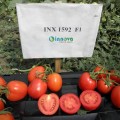 Фидель F1 (INX 1592 F1) семена помидора детерминантного (Innova Seeds)