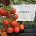Фидель F1 (INX 1592 F1) семена помидора детерминантного (Innova Seeds)