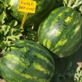Фиеста F1 (CRX 10491) семена арбуза тип кр.св. раннего 55 дн. 7-8 кг окр. (Cora Seeds)