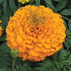 Гавайи оранжевые (orange) семян бархатцев (Floragran)