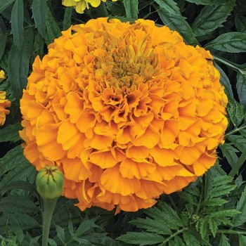 Гавайи оранжевые (orange) семян бархатцев (Floragran)