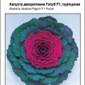 Голубь F1 пурпурные семена капусты декоративной (Satimex)