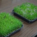Семена газонной травы (Feldsaaten Freudenberger GmbH)