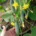 Коломбо F1 (GB 08 F1) семена огурца партенокарпического (LibraSeeds)