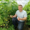 Коломбо F1 (GB 08 F1) семена огурца партенокарпического (LibraSeeds)