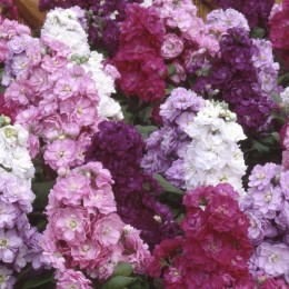 Инсаин Гейша Микс семян левкоя (Kitano Seeds)