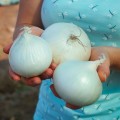 Гидрас F1 семена лука репчатого озимого (Cora Seeds)