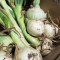 Гидрас F1 семена лука репчатого озимого (Cora Seeds)
