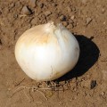 Гидрас F1 семена лука репчатого озимого (Cora Seeds)
