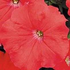 Гирлянда Ред (красная) семена петунии многоцветковой каскадной (Kitano Seeds)