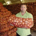 Голд Стар семена лука репчатого желтого (LibraSeeds)