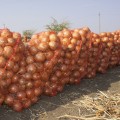 Голд Стар семена лука репчатого желтого (LibraSeeds)