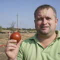 Голд Стар семена лука репчатого желтого (LibraSeeds)