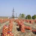 Голд Стар семена лука репчатого желтого (LibraSeeds)
