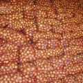Голд Стар семена лука репчатого желтого (LibraSeeds)